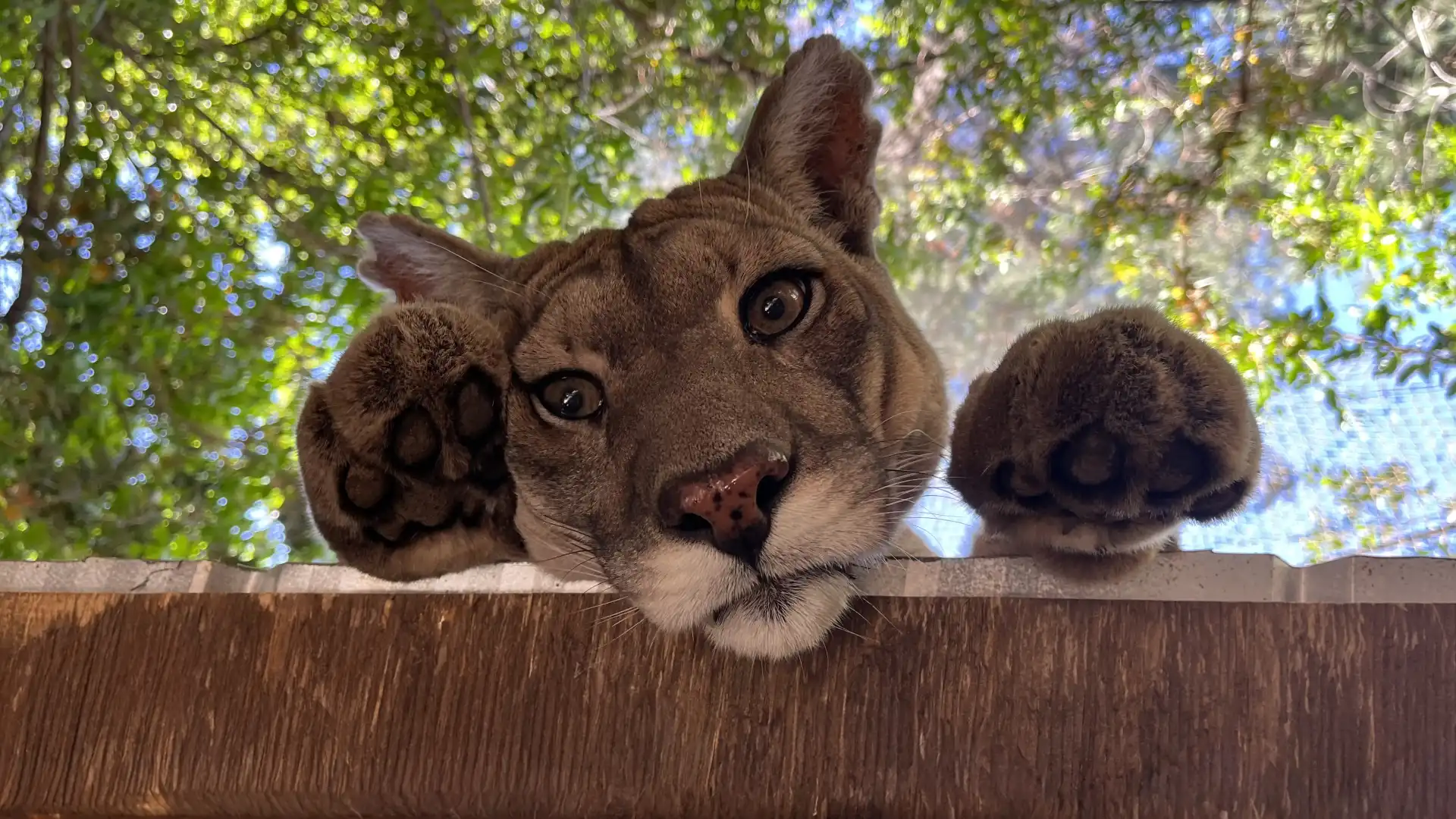 Maqui, puma del Refugio